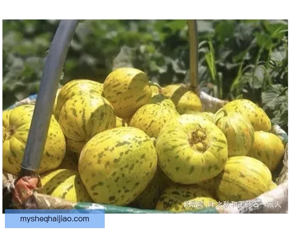 今日吃瓜网：网罗天下新鲜事，瓜田李下皆是戏